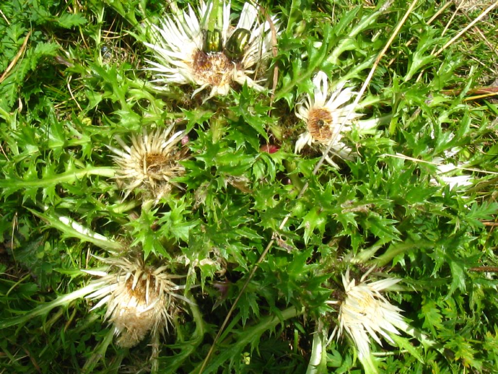 Carlina acaulis?