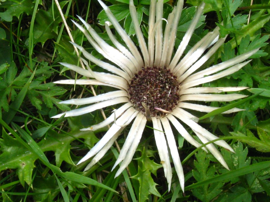 Carlina acaulis?