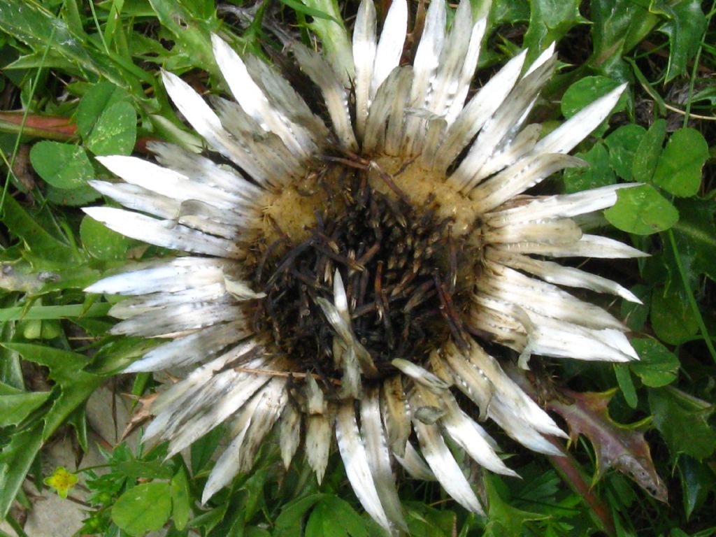 Carlina acaulis?