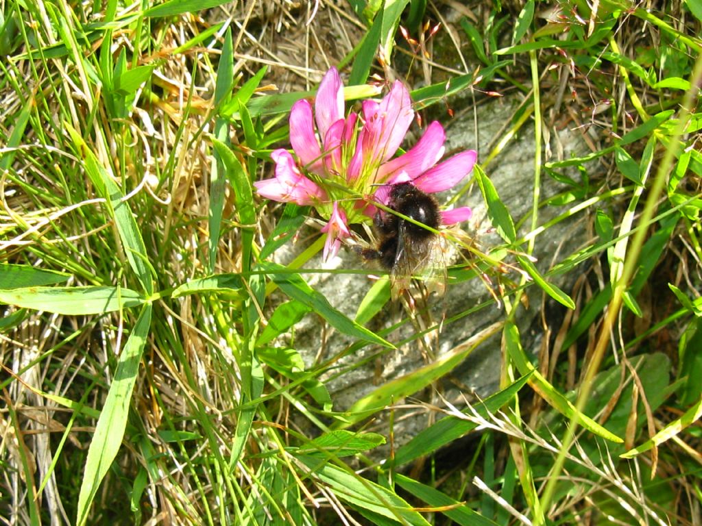 Trifolium alpinum?  Sì !
