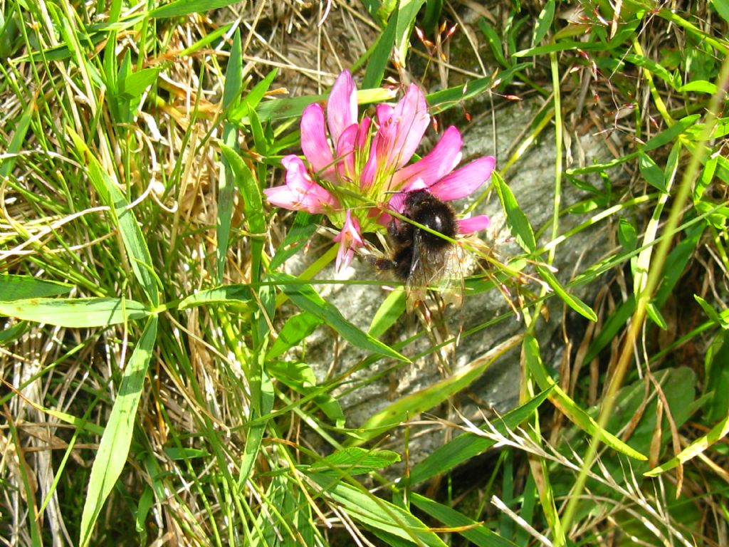 Trifolium alpinum?  S !