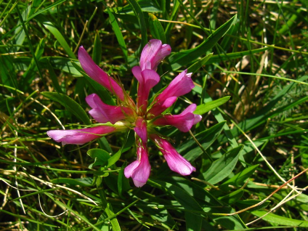 Trifolium alpinum?  Sì !