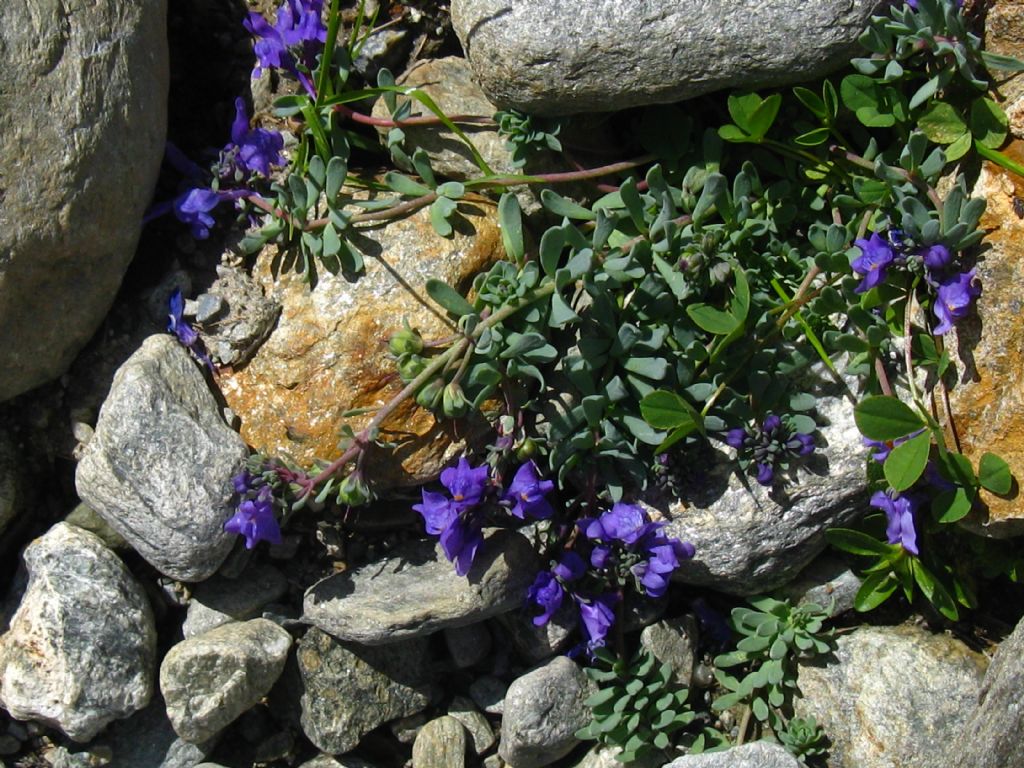 Succulenta? Saxifraga?...ricerca infruttuosa... Linaria alpina !