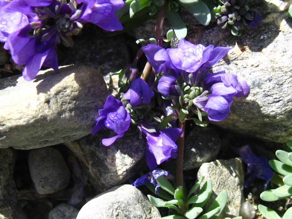 Succulenta? Saxifraga?...ricerca infruttuosa... Linaria alpina !