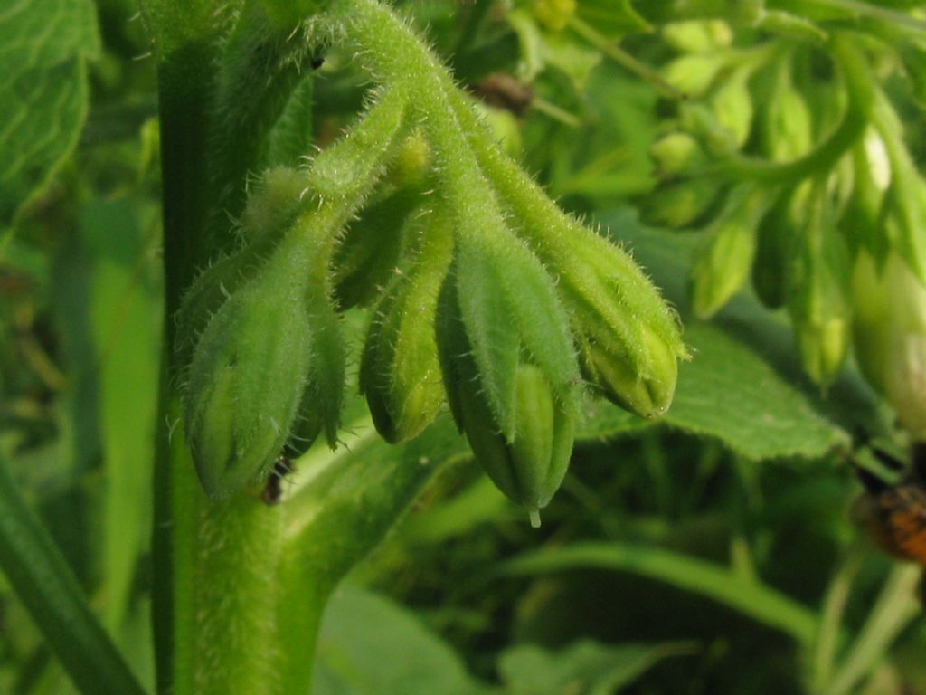 Quale Symphytrum?  Symphytrum cfr. officinale