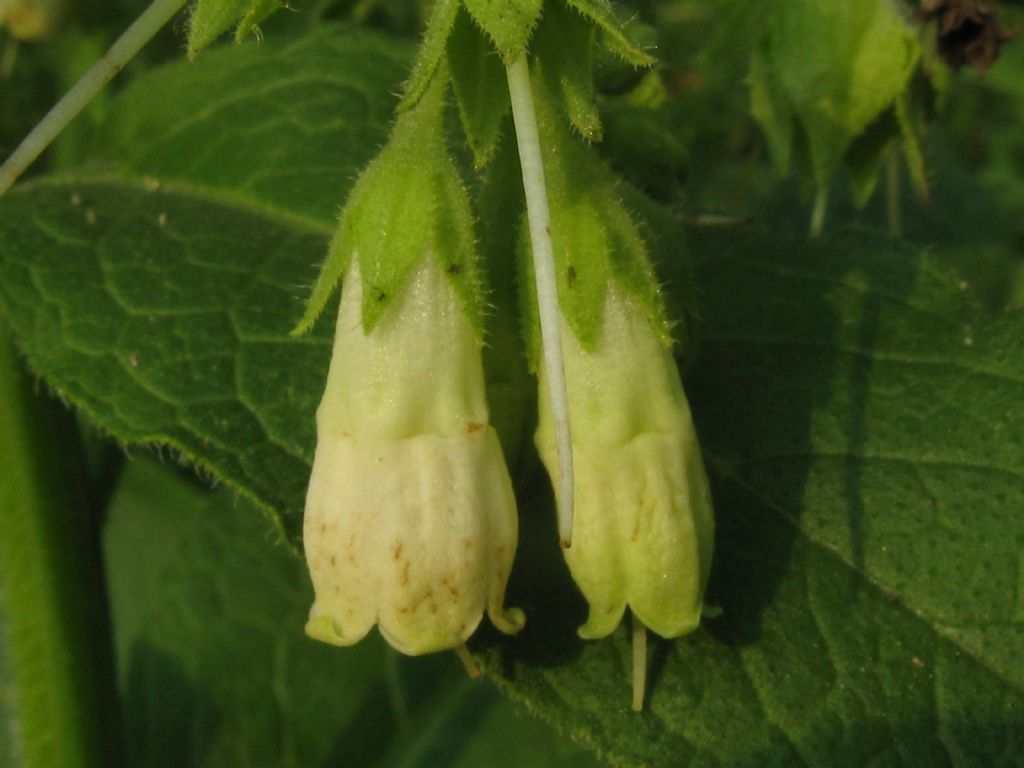 Quale Symphytrum?  Symphytrum cfr. officinale