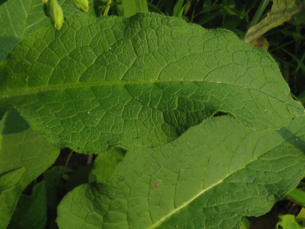 Quale Symphytrum?  Symphytrum cfr. officinale