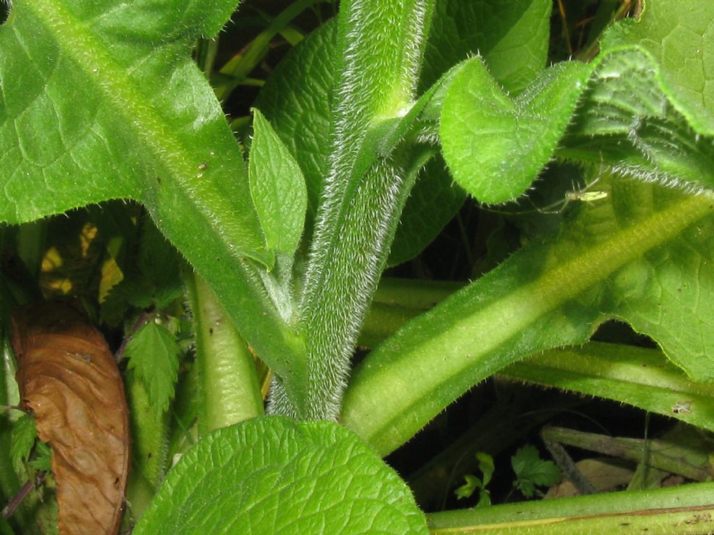 Quale Symphytrum?  Symphytrum cfr. officinale