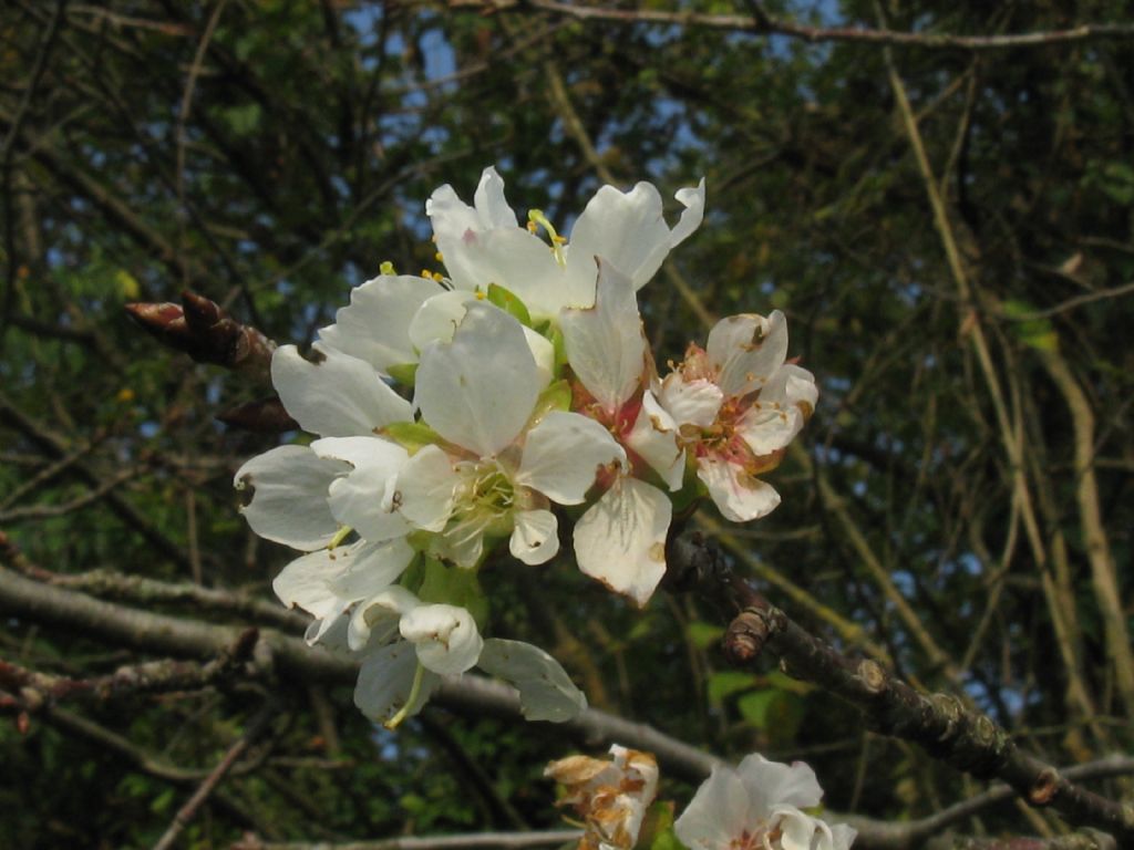 Quale fiore?  fam. Rosaceae  (Malus sp. ?  Prunus sp.?...)