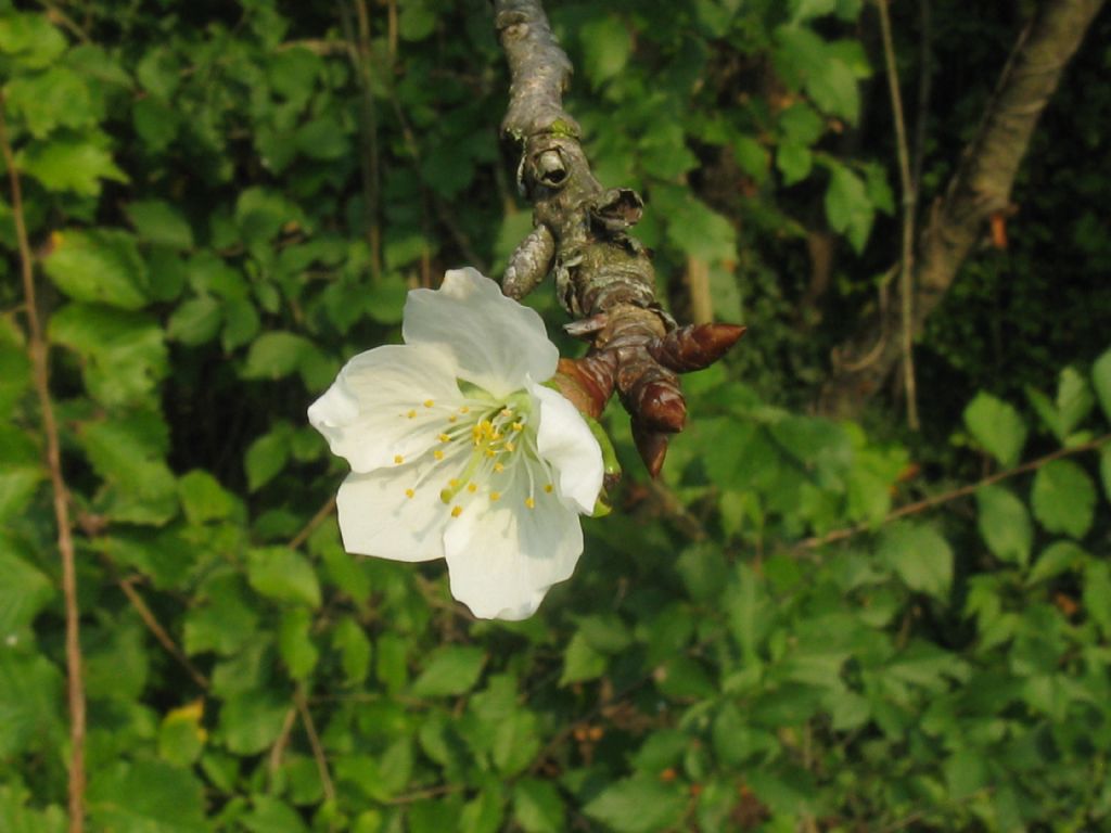 Quale fiore?  fam. Rosaceae  (Malus sp. ?  Prunus sp.?...)