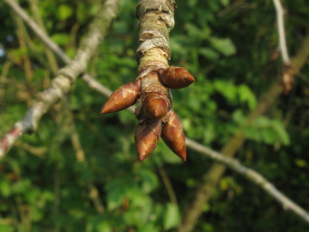 Quale fiore?  fam. Rosaceae  (Malus sp. ?  Prunus sp.?...)
