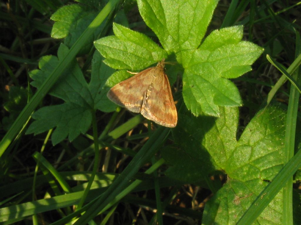 Pyrausta?Aurata? No, Pyrausta despicata - Crambidae