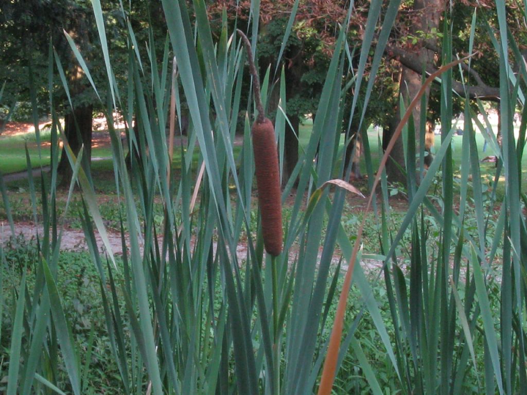 Typha latifolia?  S !