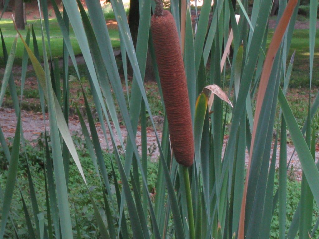 Typha latifolia?  S !