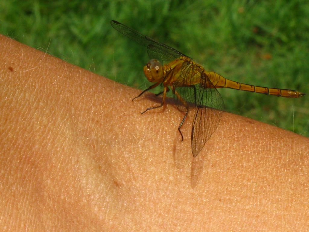 Sympetrum ? no, Orthetrum coerulescens