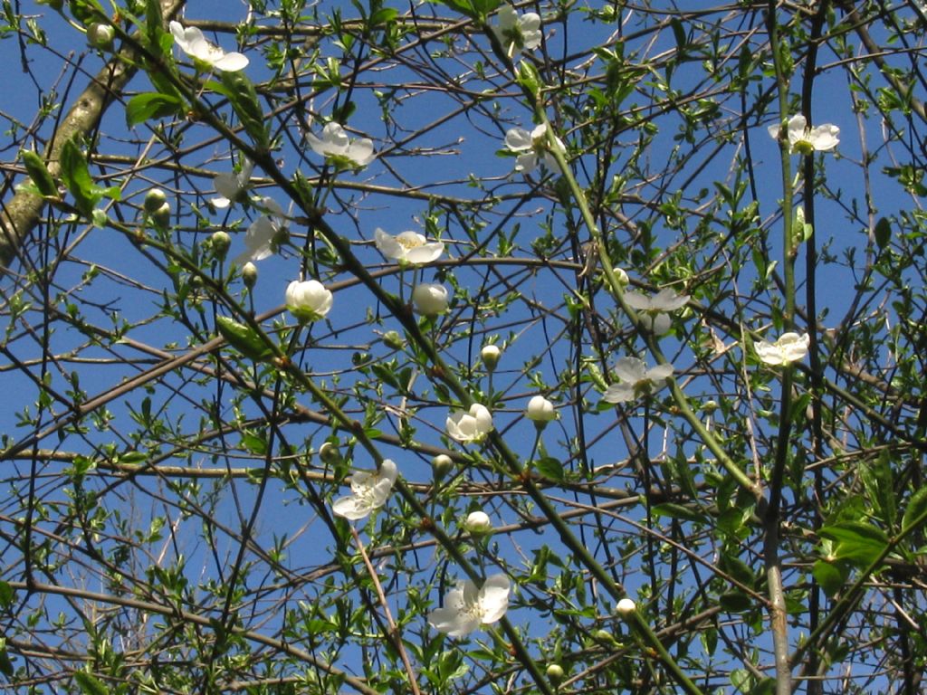 Fiori bianchi ... di Prunus sp.