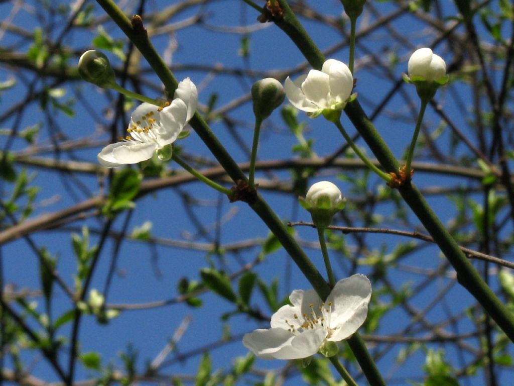 Fiori bianchi ... di Prunus sp.