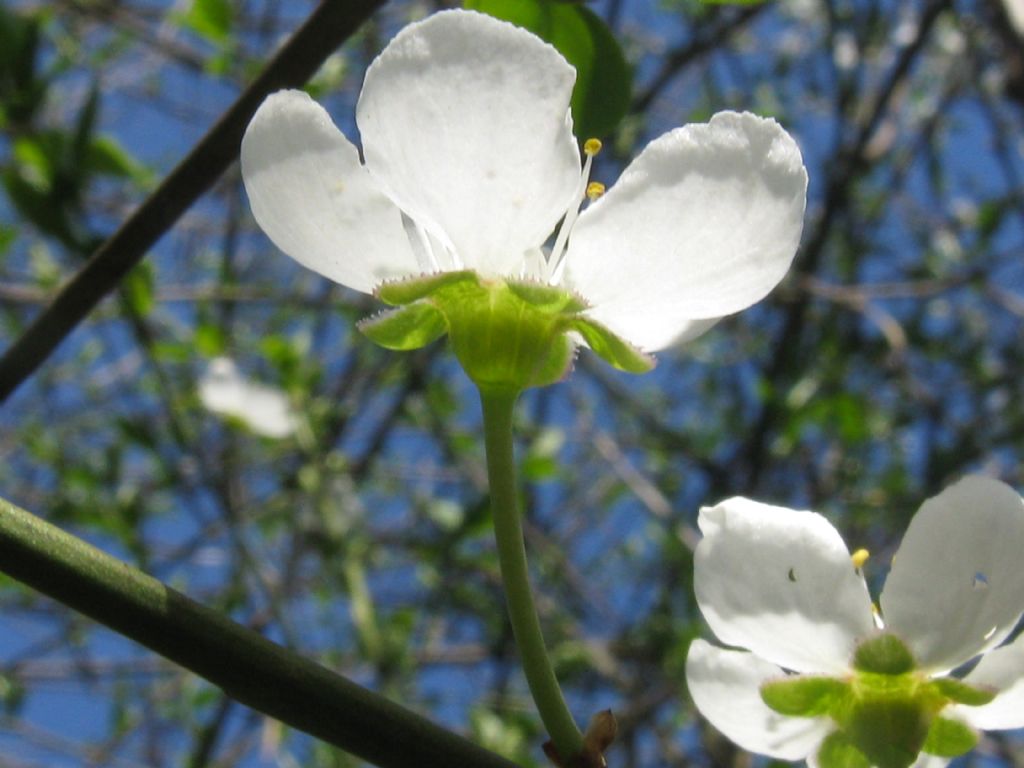 Fiori bianchi ... di Prunus sp.