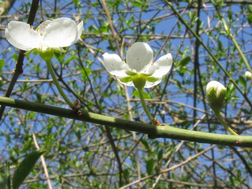 Fiori bianchi ... di Prunus sp.