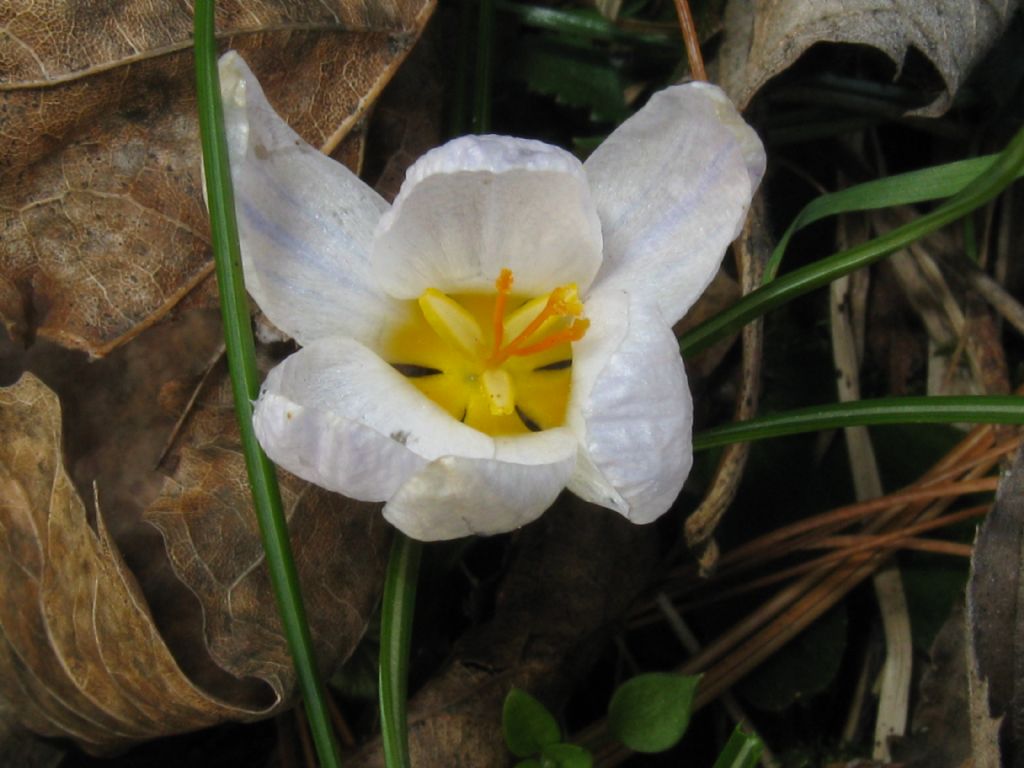 Crocus?  Crocus biflorus !