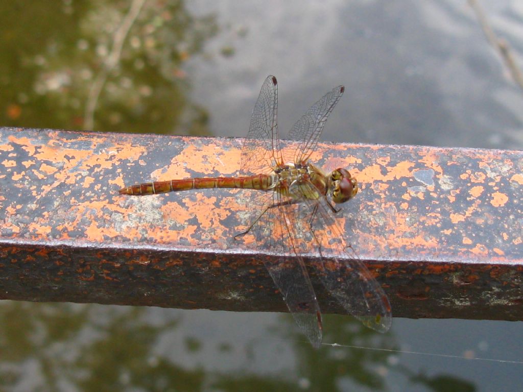 Sympetrum striolatum? S, maschio