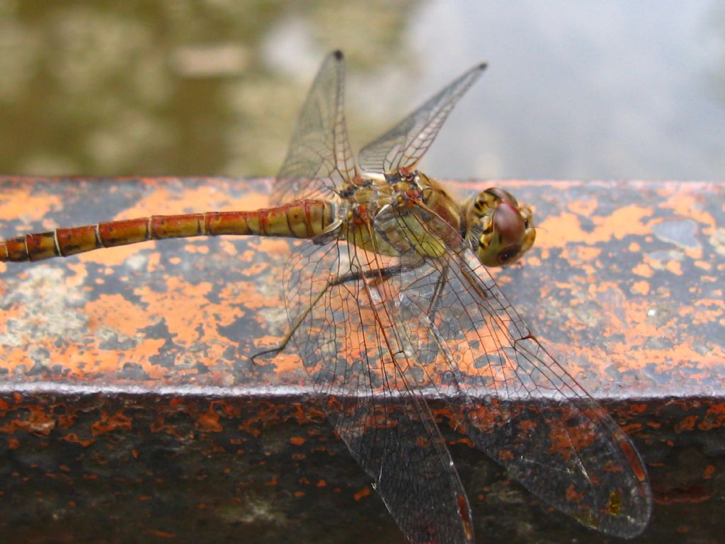 Sympetrum striolatum? S, maschio