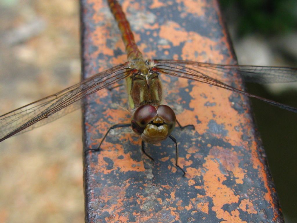 Sympetrum striolatum? S, maschio