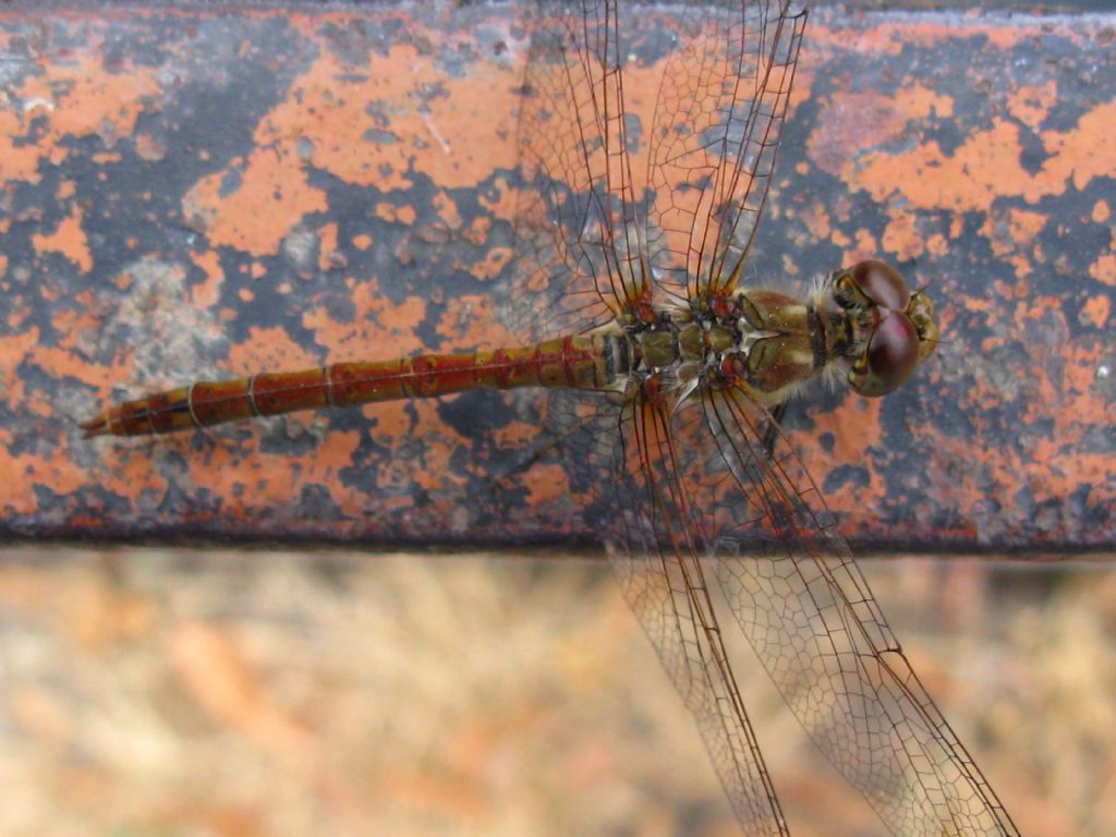 Sympetrum striolatum? S, maschio