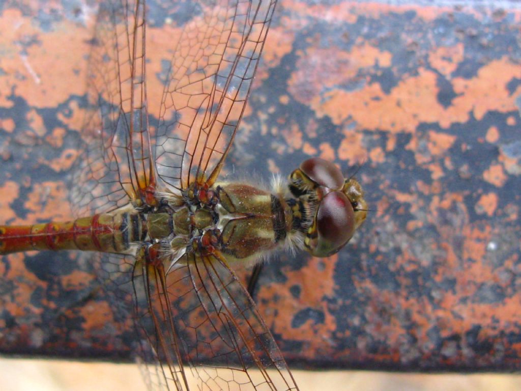 Sympetrum striolatum? S, maschio