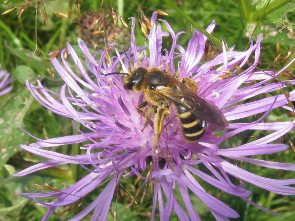 Apis mellifera? No, Halictus sp. (cfr.)