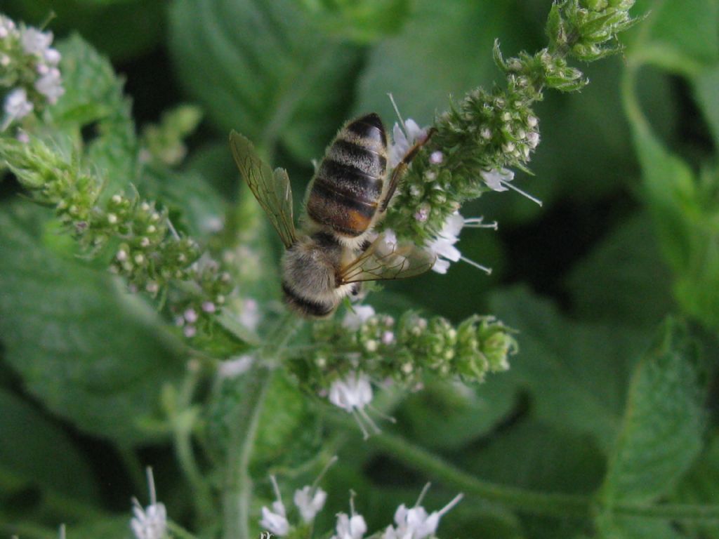 Halictus? No, Apis mellifera