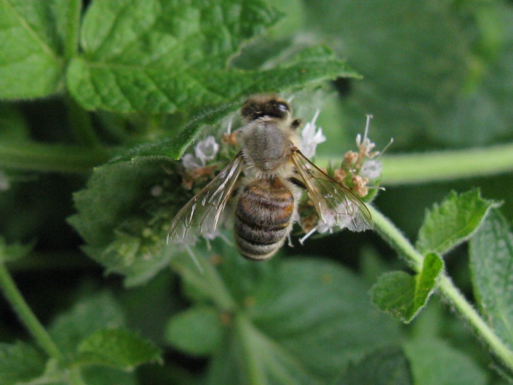 Halictus? No, Apis mellifera