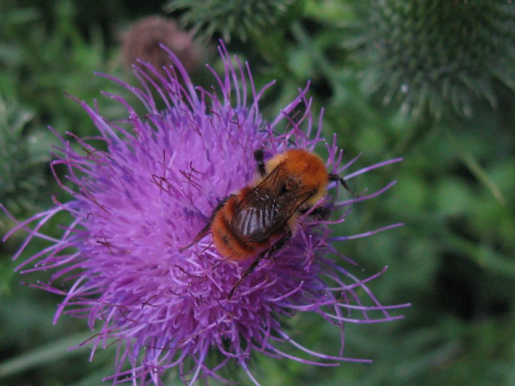 Api e Bombus? No, solo Bombus sp.