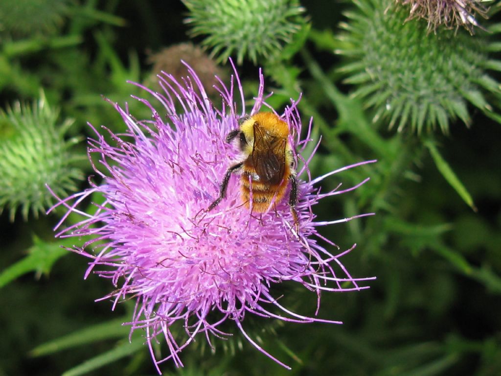 Api e Bombus? No, solo Bombus sp.