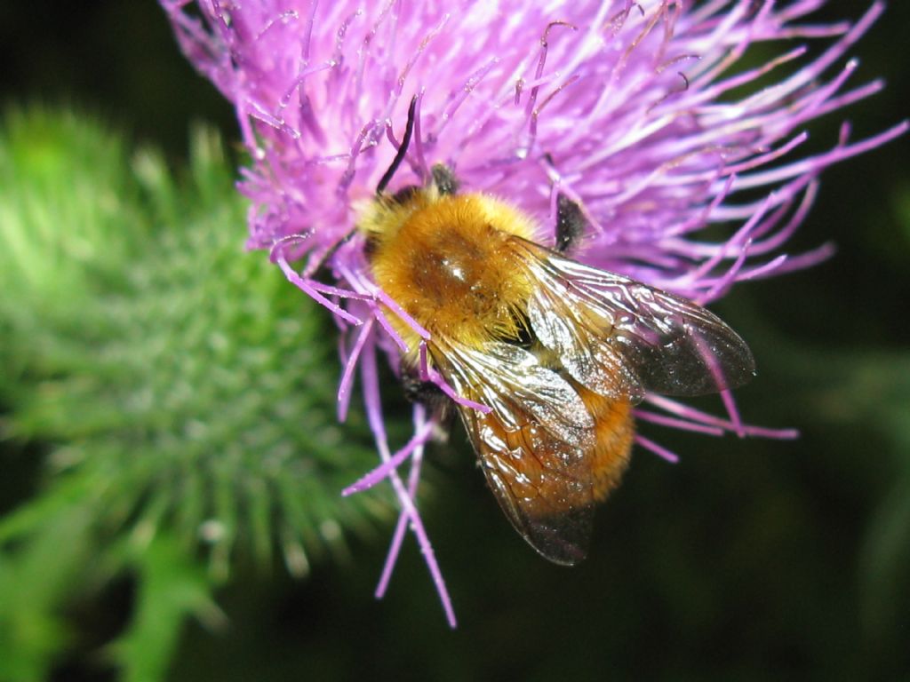 Api e Bombus? No, solo Bombus sp.