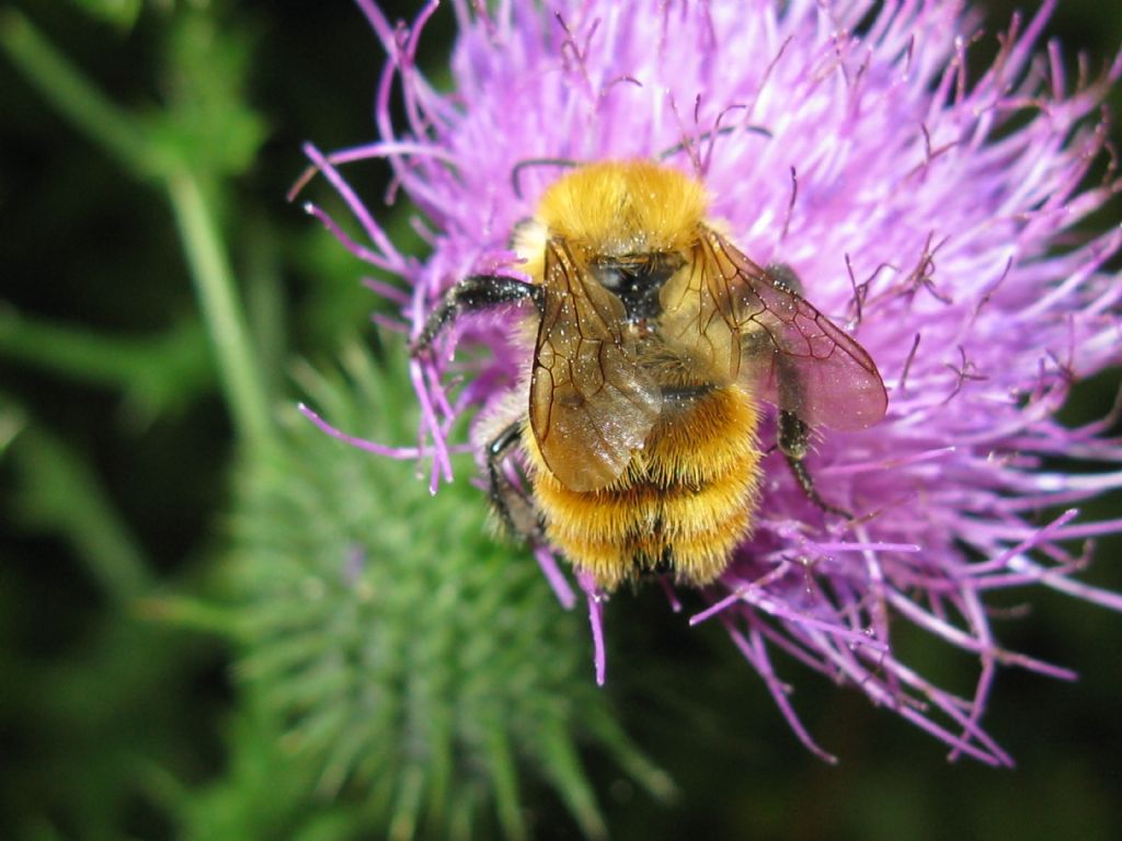 Api e Bombus? No, solo Bombus sp.