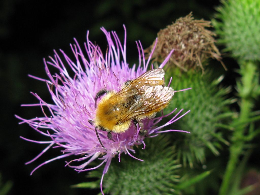 Api e Bombus? No, solo Bombus sp.