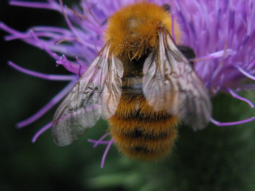 Api e Bombus? No, solo Bombus sp.