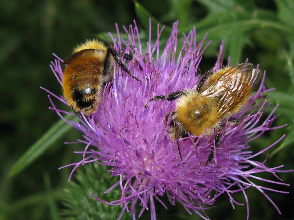 Api e Bombus? No, solo Bombus sp.