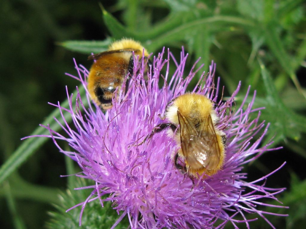 Api e Bombus? No, solo Bombus sp.