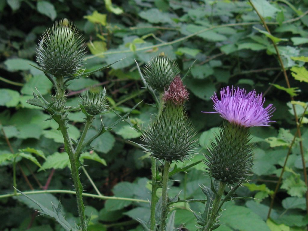 Cirsium vulgare