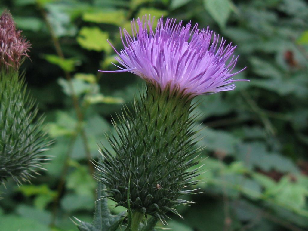 Cirsium vulgare