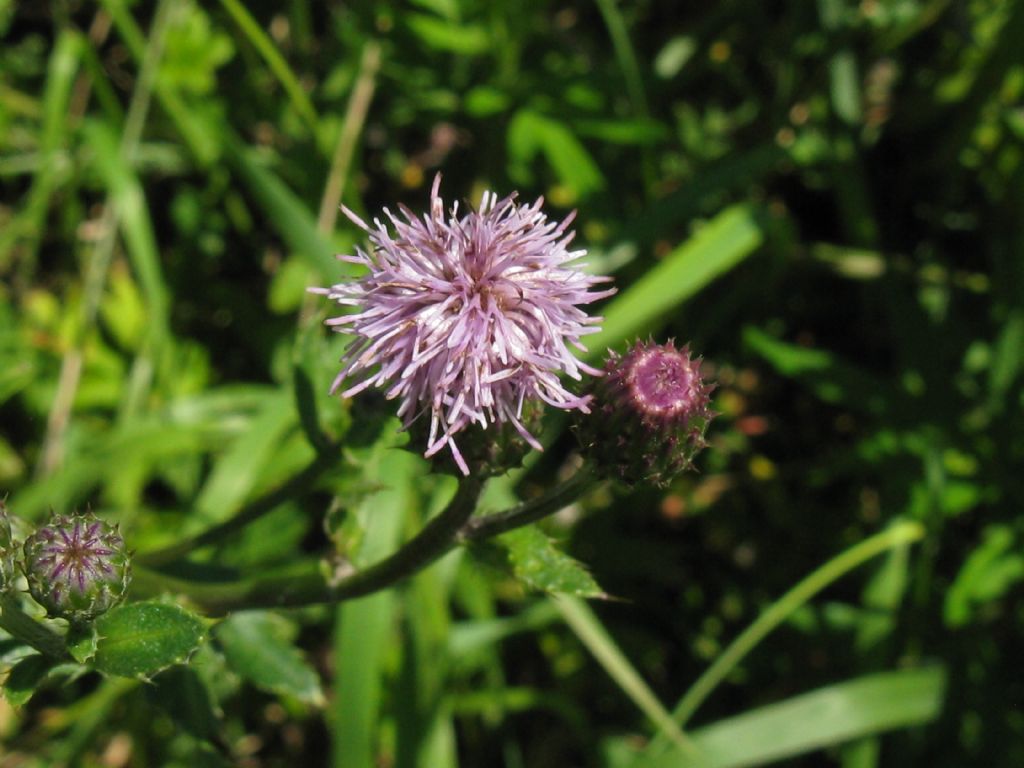 Cirsium arvense?  S !