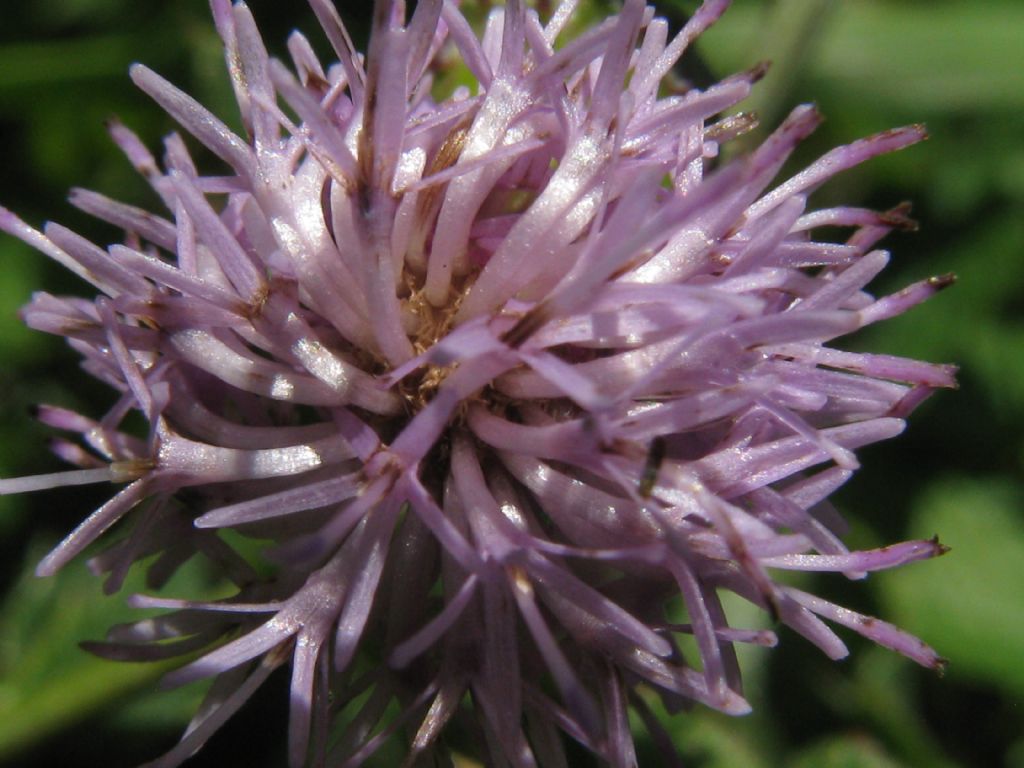 Cirsium arvense?  S !