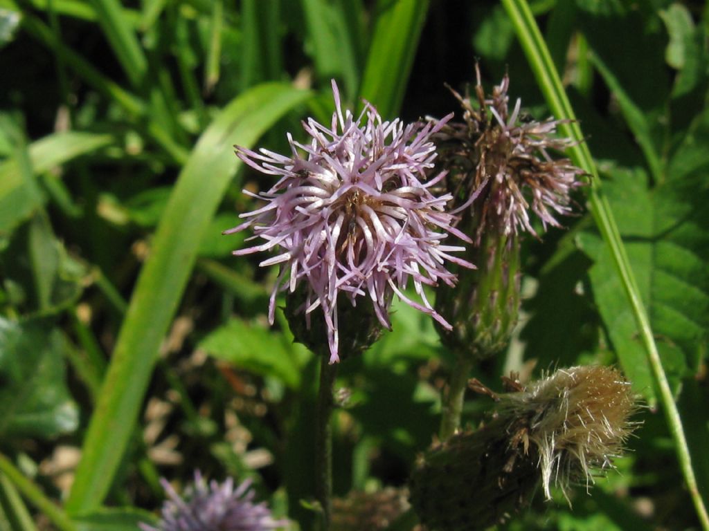 Cirsium arvense?  S !