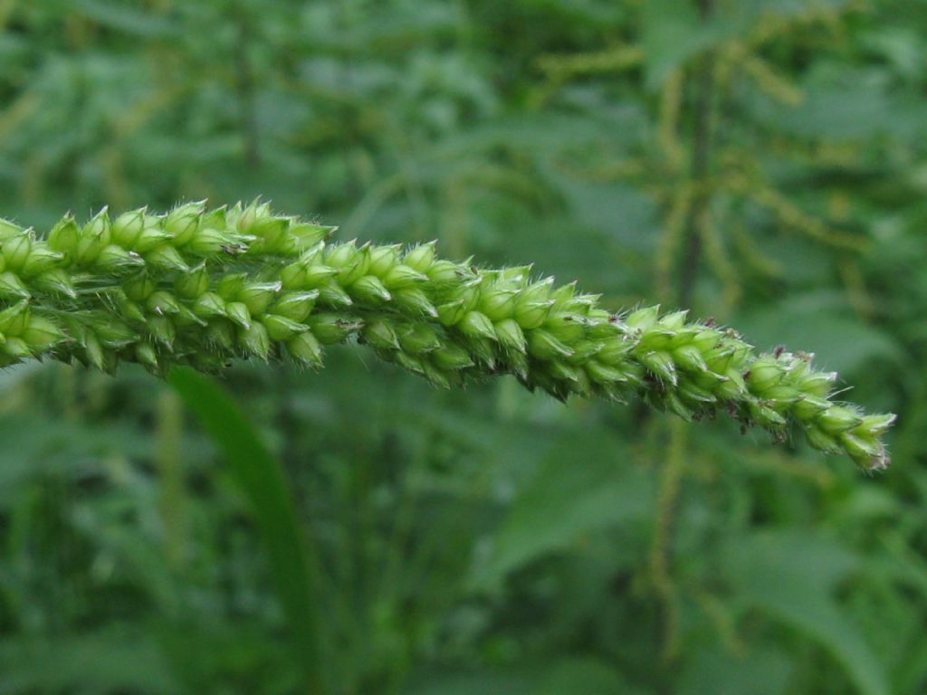 Infiorescenza di Mentha longifolia?