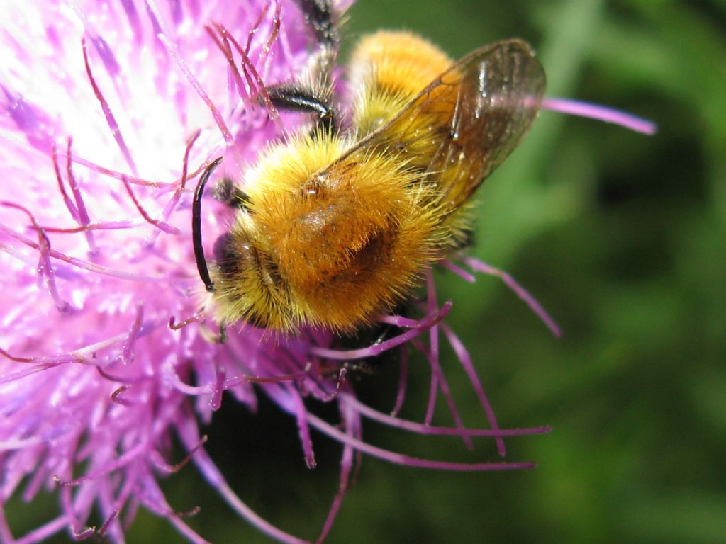 Api e Bombus? No, solo Bombus sp.