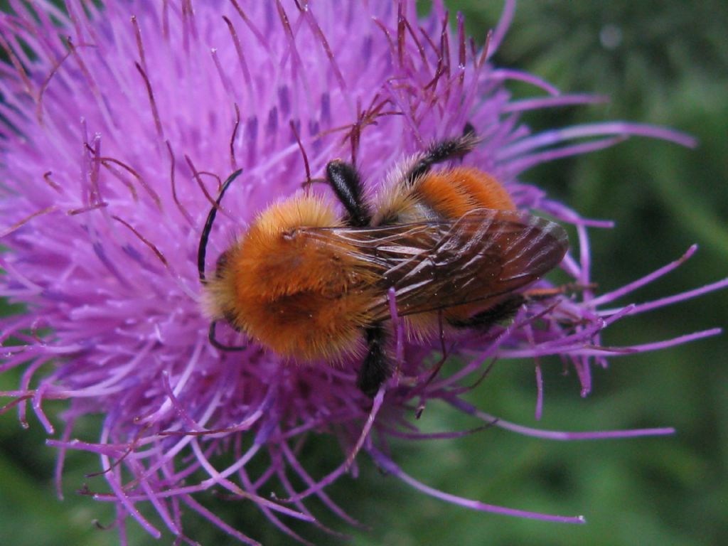 Api e Bombus? No, solo Bombus sp.