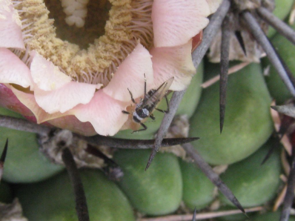 Quale Hemiptera Sternorrhincha? cf. Eriosoma sp. (Aphididae)