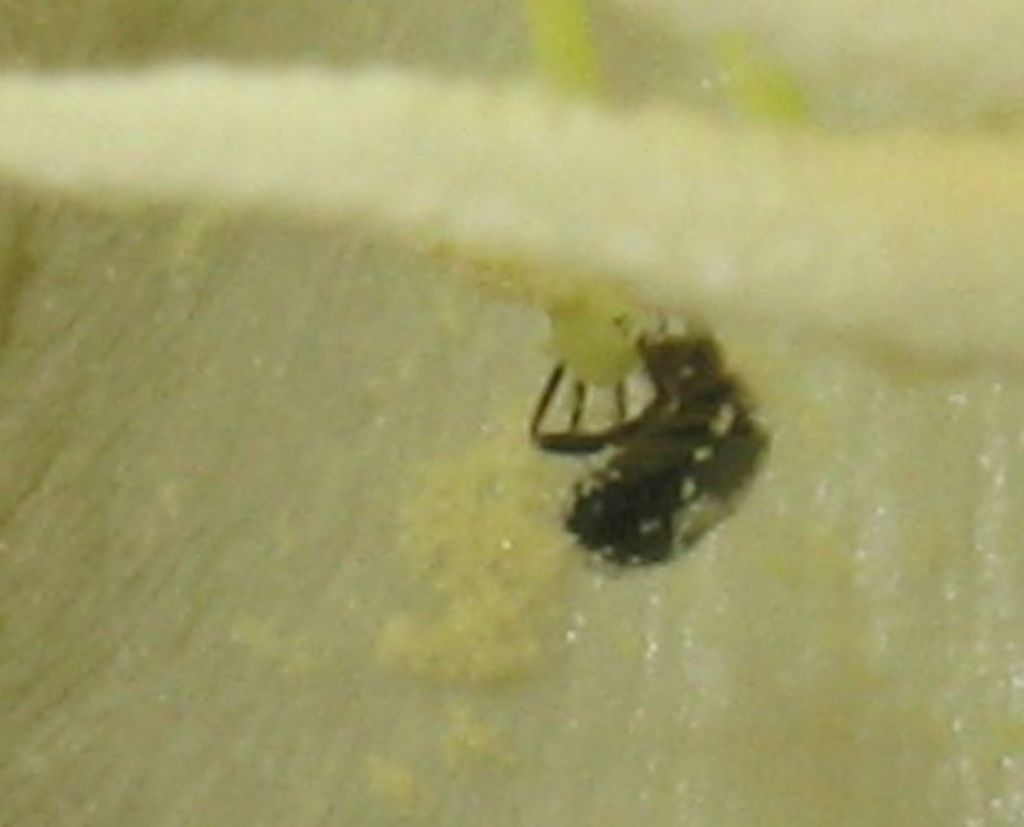 Oxythyrea funesta?... S